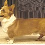 Image result for Corgis in Jeans