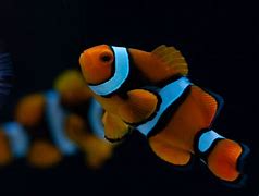 Image result for Clownfish Fry Food