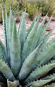 Image result for Desert Aloe Plant