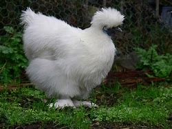 Image result for Brown Silkie