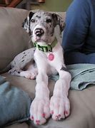 Image result for 5 Month Old Great Dane Puppy