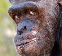 Image result for 6Ft Chimpanzee