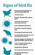 Image result for Bird Wit Bird Flu