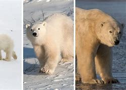 Image result for Polar Bear Life Cycle Chart