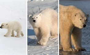 Image result for Polar Bear Life Cycle