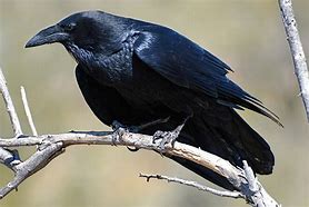 Image result for Most Graceful Raven in the World