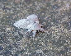 Image result for Douglas Fir Tussock Moth