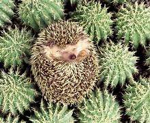 Image result for Baby Hedgehog Wallpaper