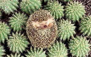 Image result for Baby Hedgehog