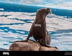 Image result for Sea Lion Show in Manila Ocean Park