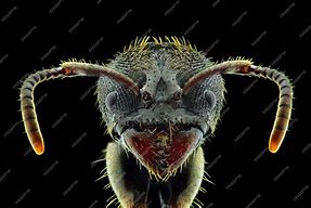 Image result for Macro Ant Face