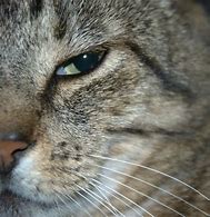 Image result for Cute Cat Side Eye