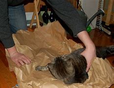 Image result for Burrito Love Cat