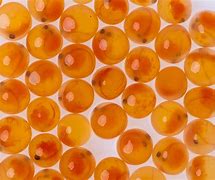 Image result for Trout Fish Eggs