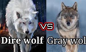 Image result for Aelurodon vs Dire Wolf