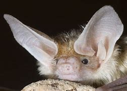 Image result for Bat Anthro Ears