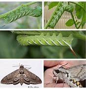 Image result for Hornworm Moth Life Cycle