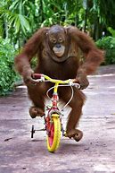 Image result for Human Riding a Monkey