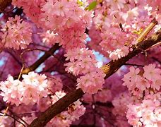 Image result for Cherry Blossom Flower