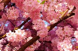 Image result for cherry blossom wallpaper