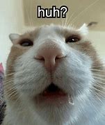 Image result for Uhh Cat Meme