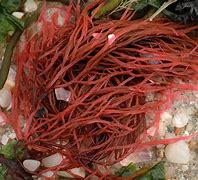 Image result for Alga Hutan