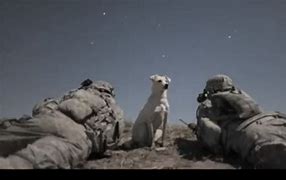 Image result for Military War Dogs