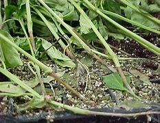 Image result for Pythium SPP Rhizoctonia Solani