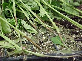 Image result for Rhizoctonia Solani