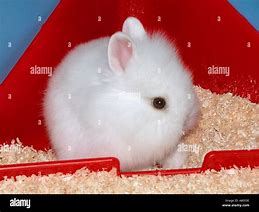 Image result for Toile Rabbit