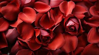 Image result for Red Rose Petals