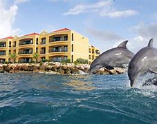 Image result for Curacao Aquarium