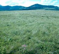 Image result for Grassland Environment