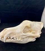 Image result for Wolf Skull vs Dog Skull