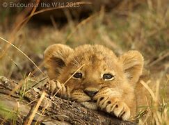 Image result for Lion Protecting Cub