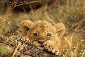 Image result for Male Lion with Cub Zoo