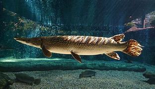 Image result for Alligator Gar Fisch