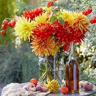 Image result for Van Zyverden Dahlia Bulbs