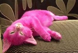 Image result for Cat Dyed Pink