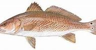 Image result for Red Drum