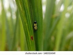 Image result for Rice Leafhopper