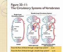 Image result for Vertebrate Circulatory System