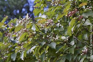 Image result for Grey Dogwood Bush