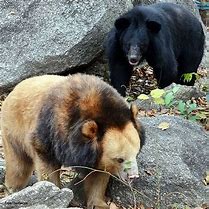 Image result for Golden Moon Bear