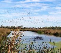 Image result for Cattail Marsh Beaumont TX