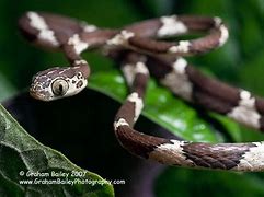 Image result for Blunt Tail Snake