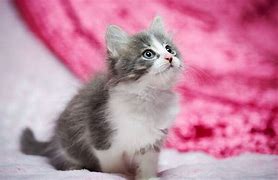 Image result for Smart Cat with Pink Background