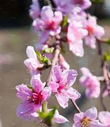 Image result for Summer Peach Tree