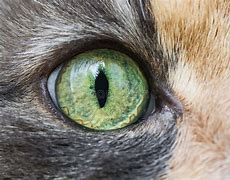 Image result for Cat Eye Design