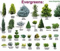 Image result for Evergreen Bush